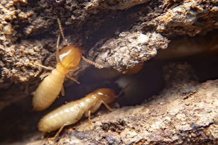 Effortless, Non-Disruptive Termite Control: How Baits Can Save Your Home